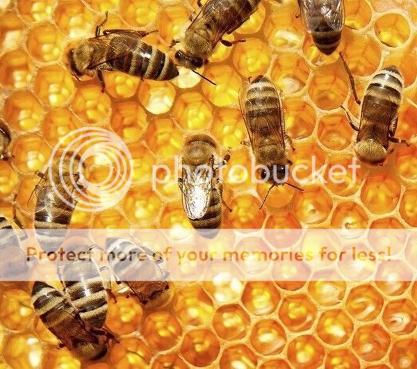 bees_zpsiunpt5cz.jpg
