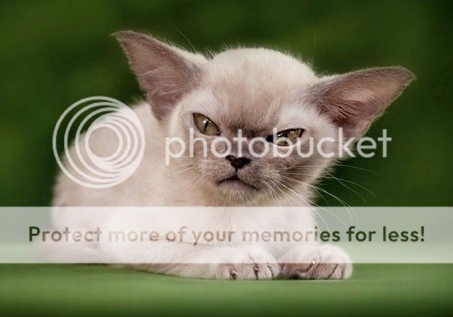 cat10_zps73abdiiu.jpg
