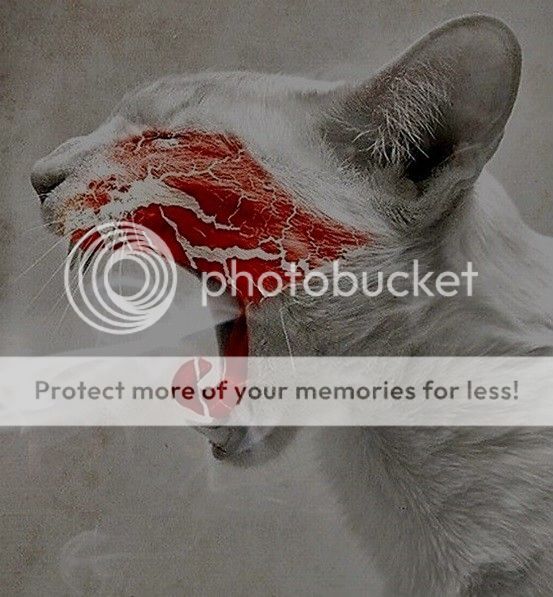 cat2_zpsnsboqxkl.jpg