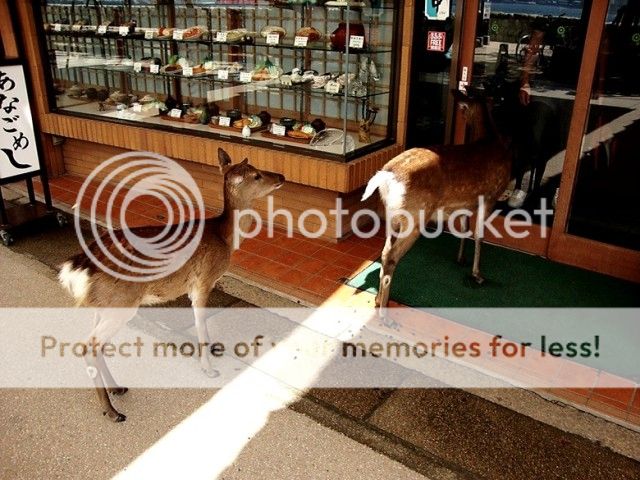 deer.jpg