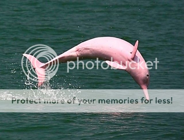 dolphin_zpsvnqgsnd5.jpg