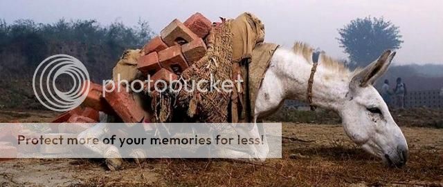 donkey_zpse89b3127.jpg