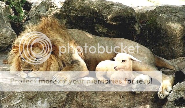 lion2_zps6a5a94d2.jpg