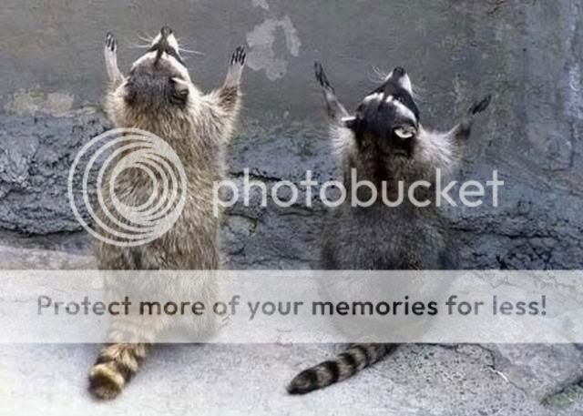 racoons_zps139e8254.jpg