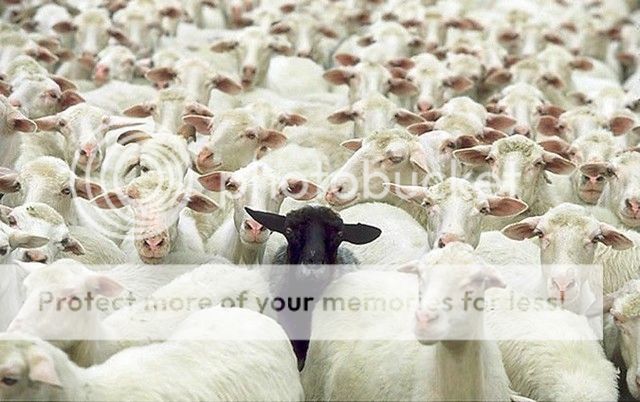sheep3_zpsjoonubnl.jpg