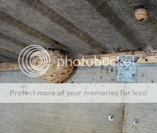 wasp_nest_zpsc4c44b66.jpg