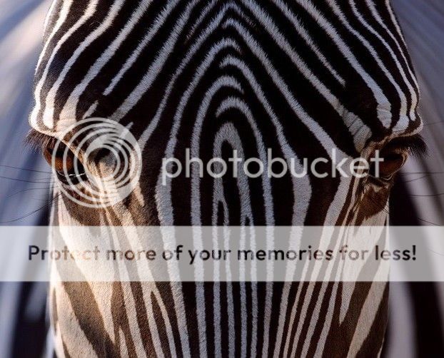 zebra10_zpstx4xl81t.jpg