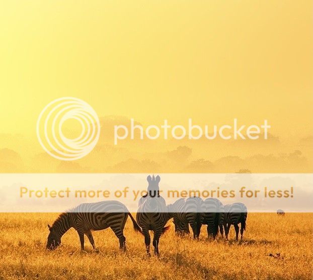 zebra4_zps63dhvqjs.jpg