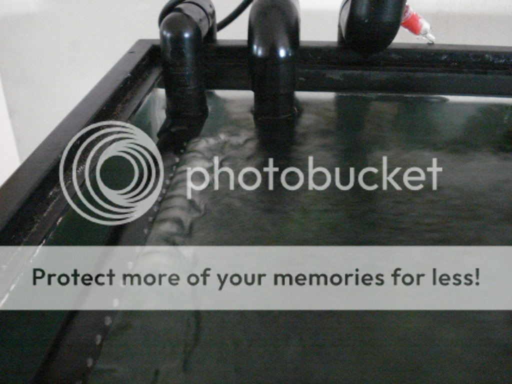 Standard Skimmer Overflow vs Skimmerless Overflow Cichlid Fish Forum