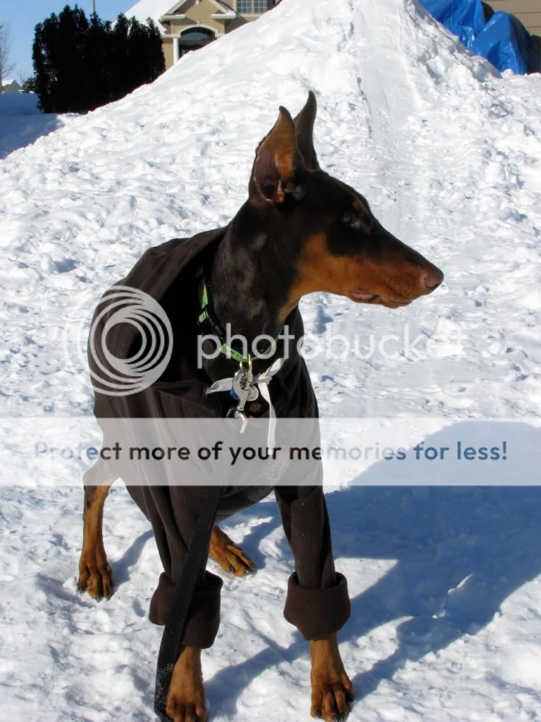 How do you feel about treadmills...going crazy Doberman Forum