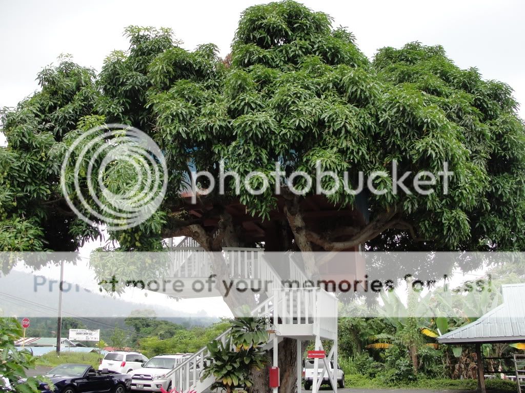 Tree House Pictures, Images and Photos