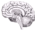 brain Pictures, Images and Photos