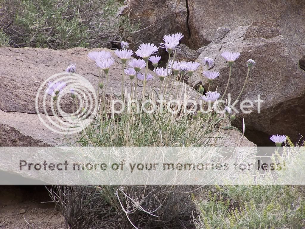 102_3289FlowersonLippencott.jpg