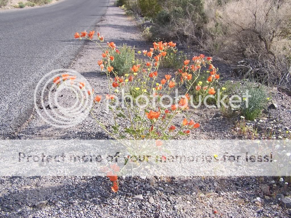 102_3409apricotmallow.jpg