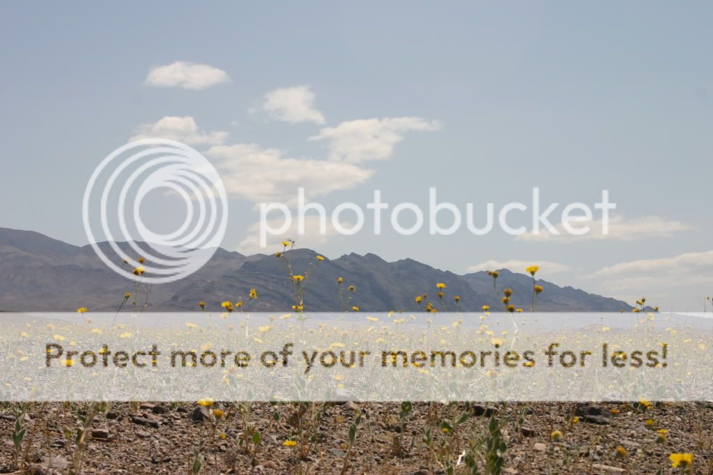 IMG_7714FlowersbeforeBadwater.jpg