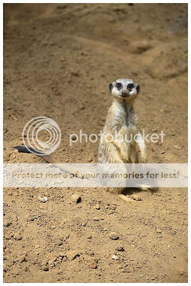 Fotografie