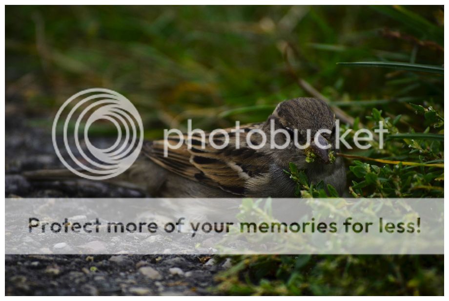 Fotografie