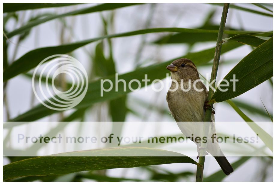 Fotografie