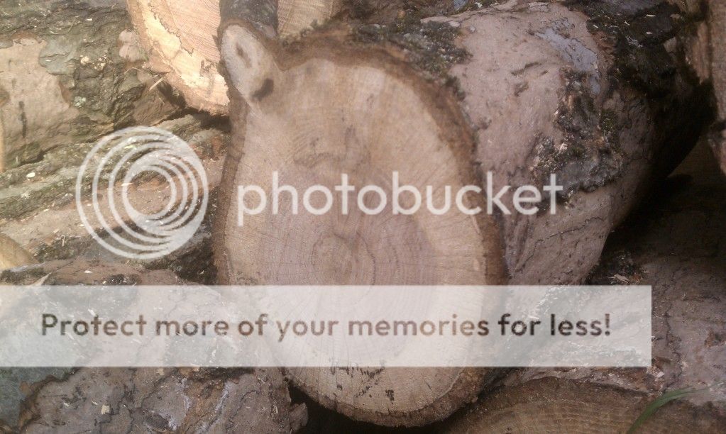 standing dead tree... is this good wood? Forums Home